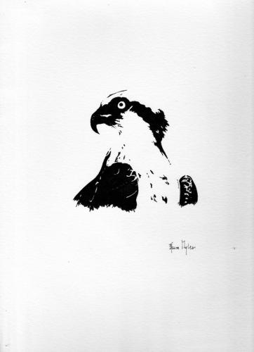 Osprey - Nova Scotia