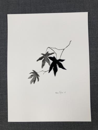Japanese Maple 2 