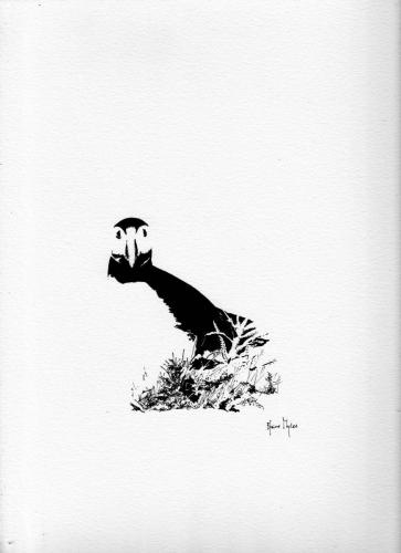 Atlantic Puffin