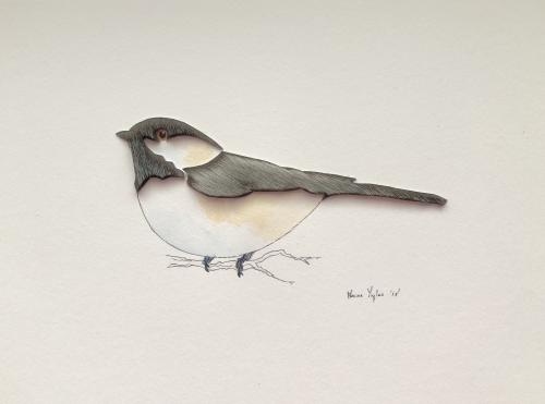 Black Capped Chickadee
